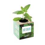 Mint seed flower pot for the home or office view with print area