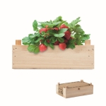 Small strawberry growing kit with box and soil for home use wood colour