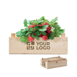 Small strawberry growing kit with box and soil for home use view with print area