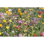 Wildflower seeds kit in a box beige colour fifth view