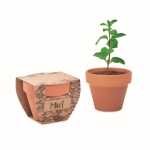 Terracotta flower pot with mint seeds and soil tablet wood colour