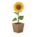 Square biodegradable plant pot with sunflower seeds, made in the EU beige colour second view