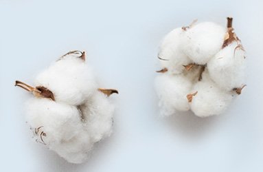 Types of Cotton